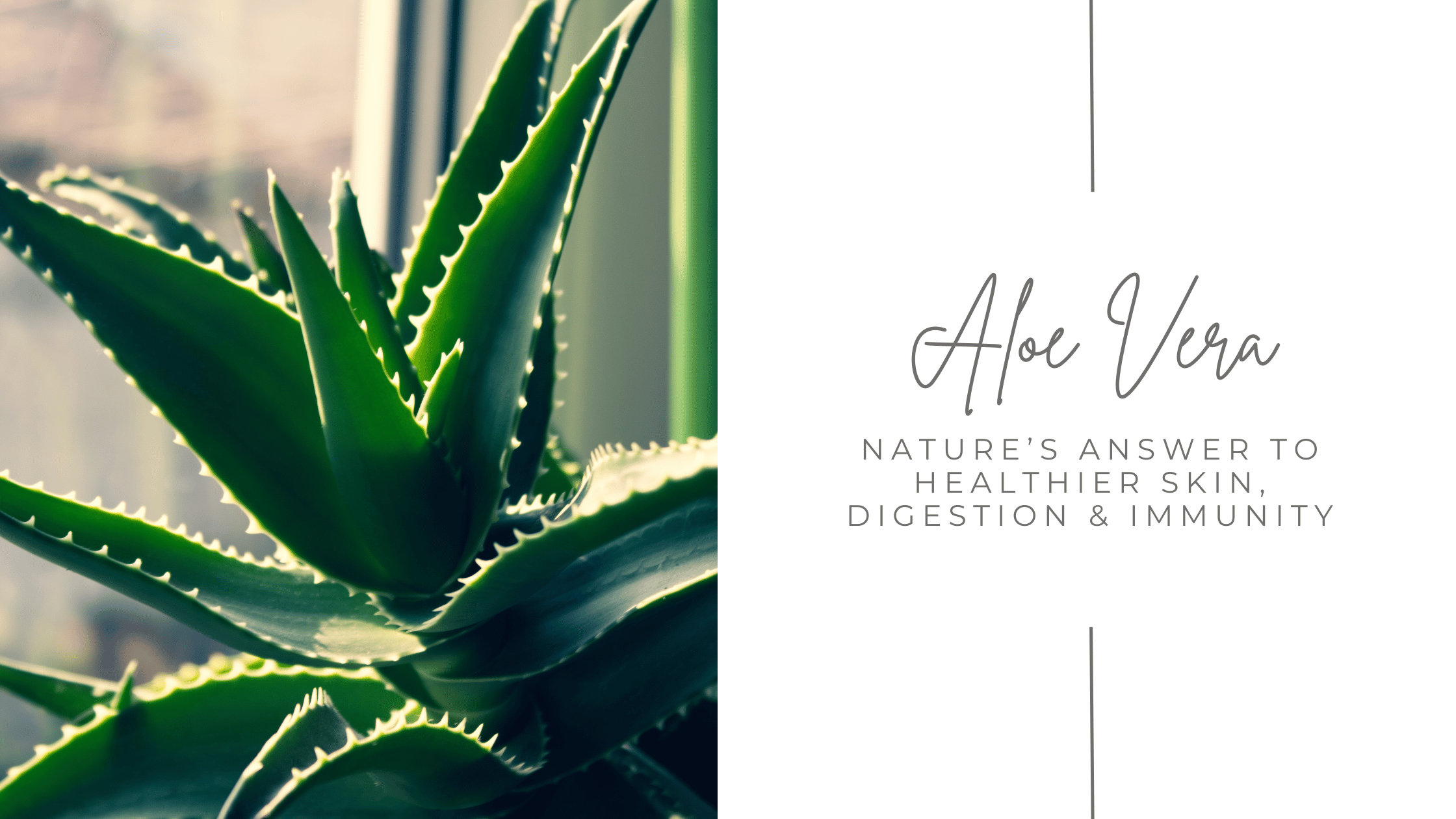 Aloe Vera: Nature’s Answer to Healthier Skin, Digestion, and Immunity