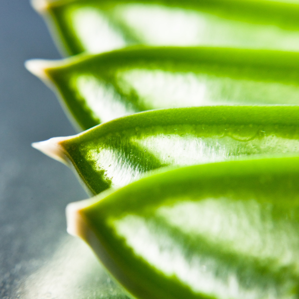 Aloe Vera: Nature's Ally to Health and Healing by Piet Viljoen